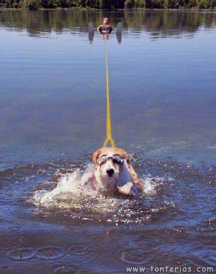 Perro esqui acuatico
