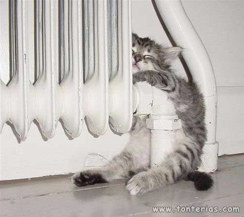 Postura caliente gato