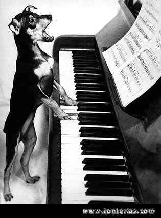 Perro tocando el piano