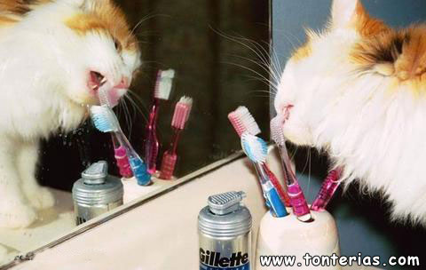 Limpieza bucal para gatos
