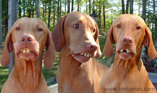 7 de cada 10 perros recomiendan ir al dentista