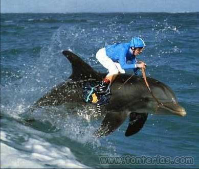 Carreras con delfines
