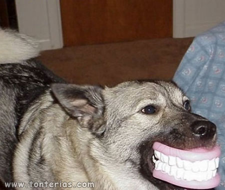Perro con dentadura