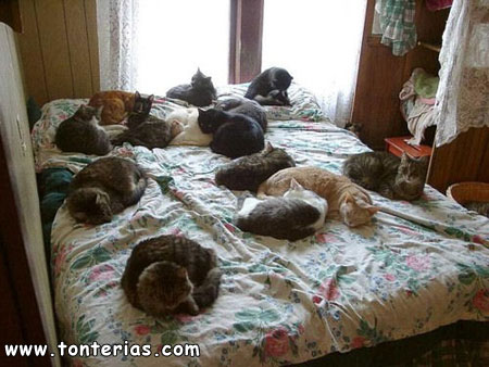 Gatos en la cama