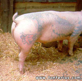 Cerdo tatuado