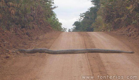 Serpiente gigante