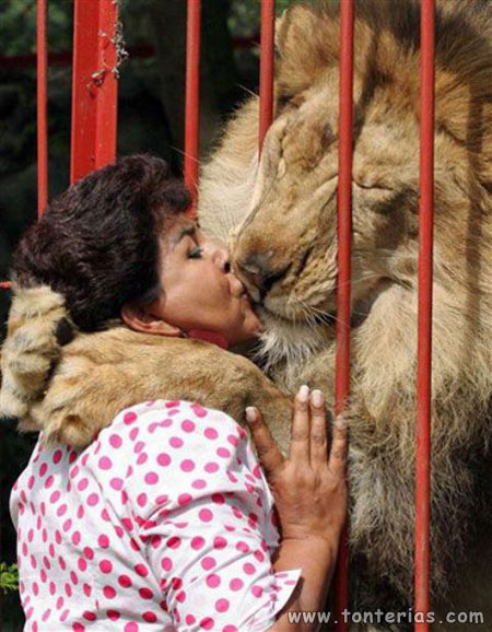Beso peligroso a un leon