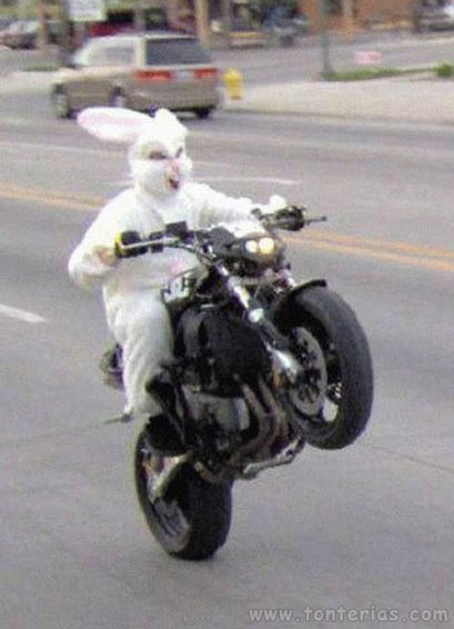 Conejo en moto
