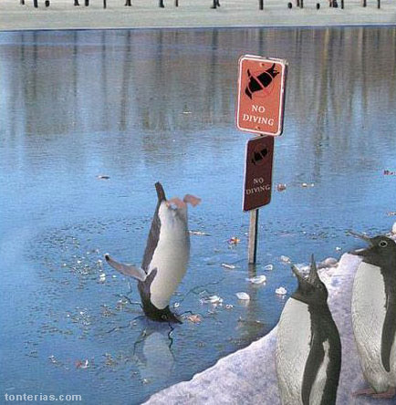 Pingüino tonto