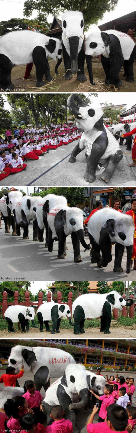 Elefante panda