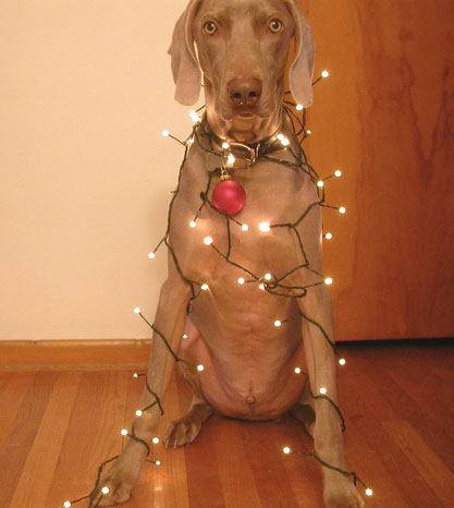 Árbol navidad perro