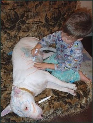 Pintando al perro