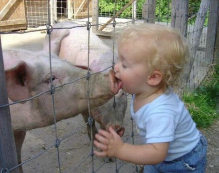 Niño besando cerdo