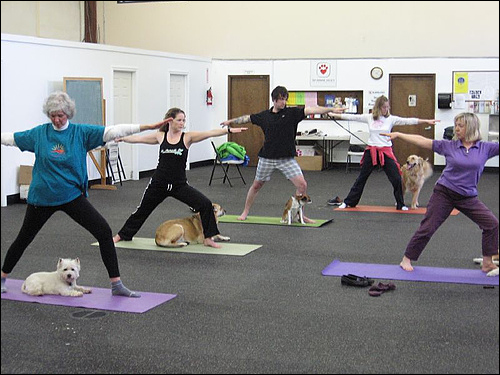 Yoga para perros