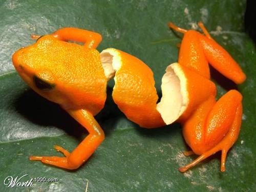 naranja pelada en forma de rana