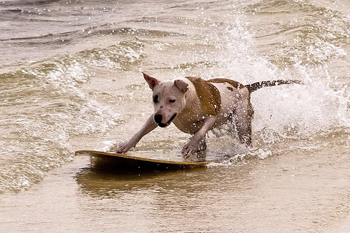 Surf para perros