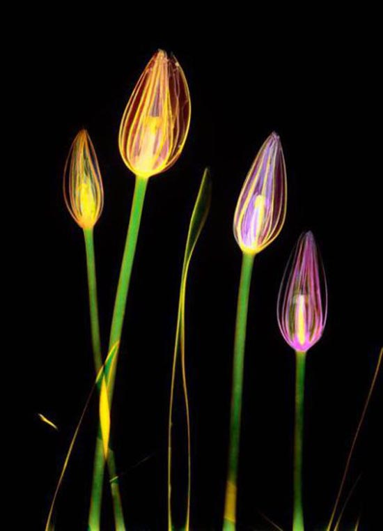Tulipanes con rayos x