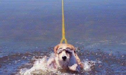Perro esqui acuatico