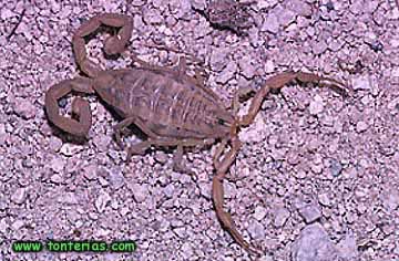 Escorpion con dos agijones