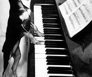Perro tocando el piano