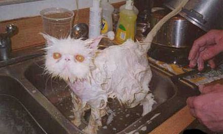 Lavando al gato