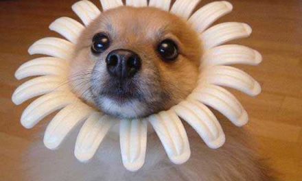 Perro disfrazado de flor