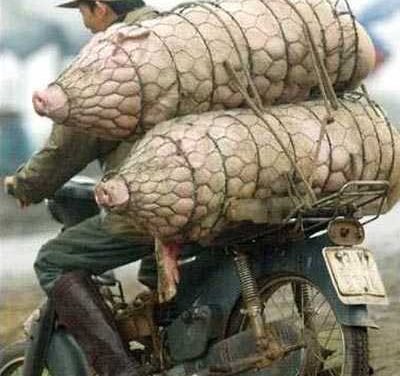 Curiosa forma de transportar cerdos