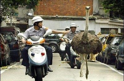 Policias chinos persiguiendo un avestruz