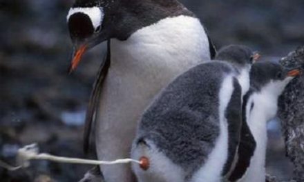 Los pinguinos y sus necesidades