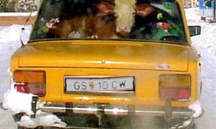Una vaca dentro de un coche