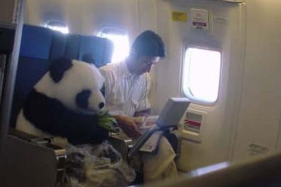 Oso panda en avión