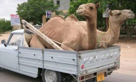 Camellos a domicilio