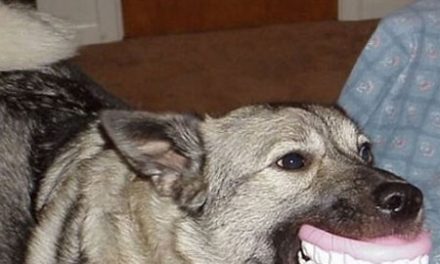 Perro con dentadura