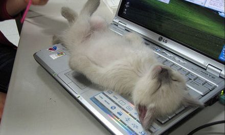 Gato durmiendo sobre portátil