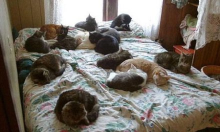 Gatos en la cama