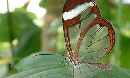 Mariposa transparente