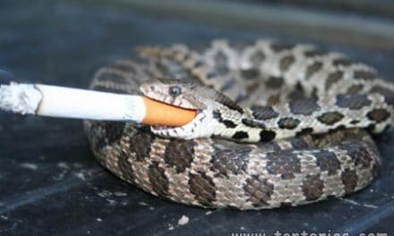 Serpiente fumando