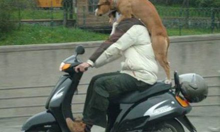 Perro en moto