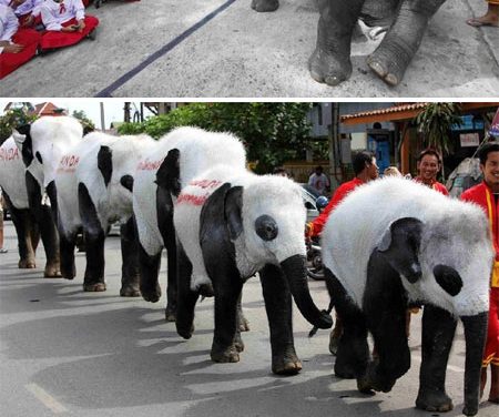 Elefante panda