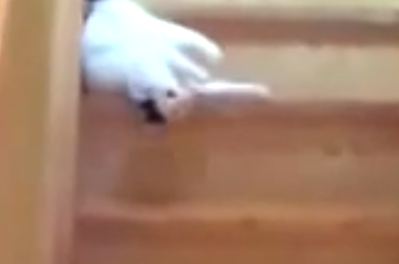 Gato bajando escaleras