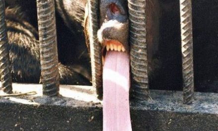 La lengua del oso