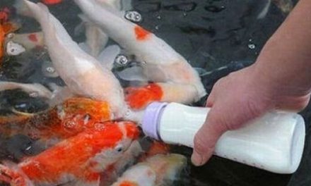 Amamantando peces