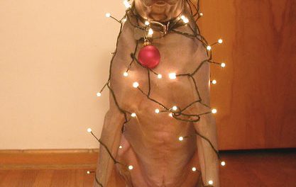 Árbol navidad perro