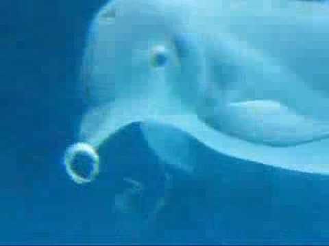 Delfines jugando con burbujas