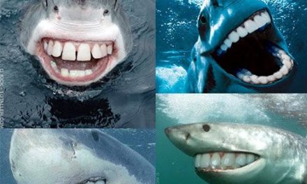 No todos los tiburones son unos amargados