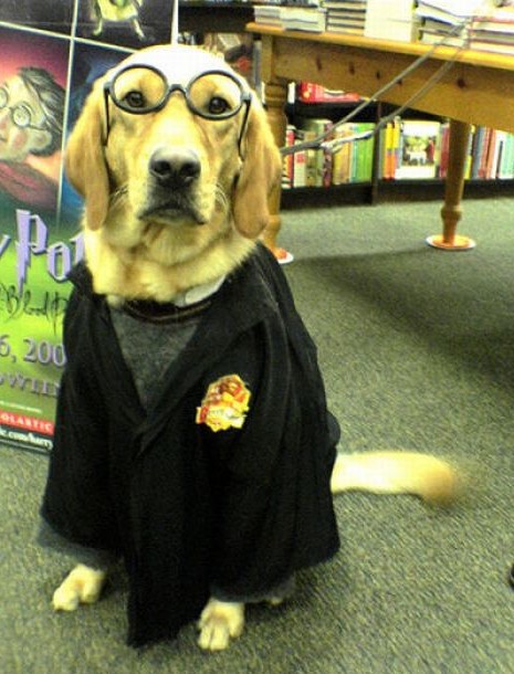 15 perros vestidos de Harry Potter