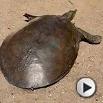 ¿Quien dijo que las tortugas eran lentas?