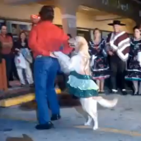 Perros que bailan mejor que las personas