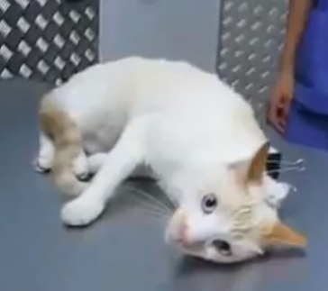 Como desactivar un gato