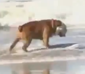 El perro surfero